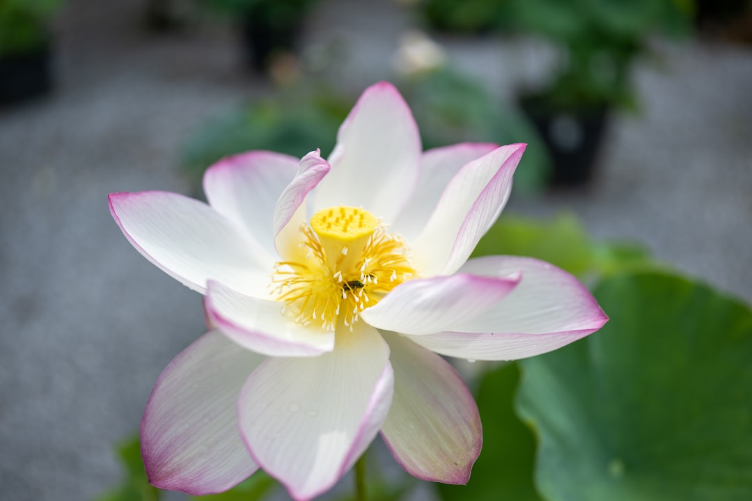 Rare Lotus Elan 26R Emerges from Decades in Collector's Basement