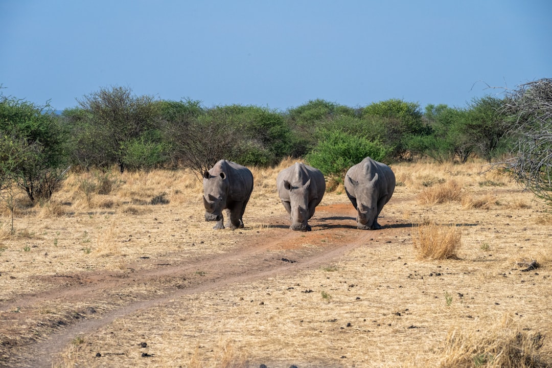 Rare Trio of 1969 AMC AMXs in Iconic 'Big Bad' Colors Hits the Market