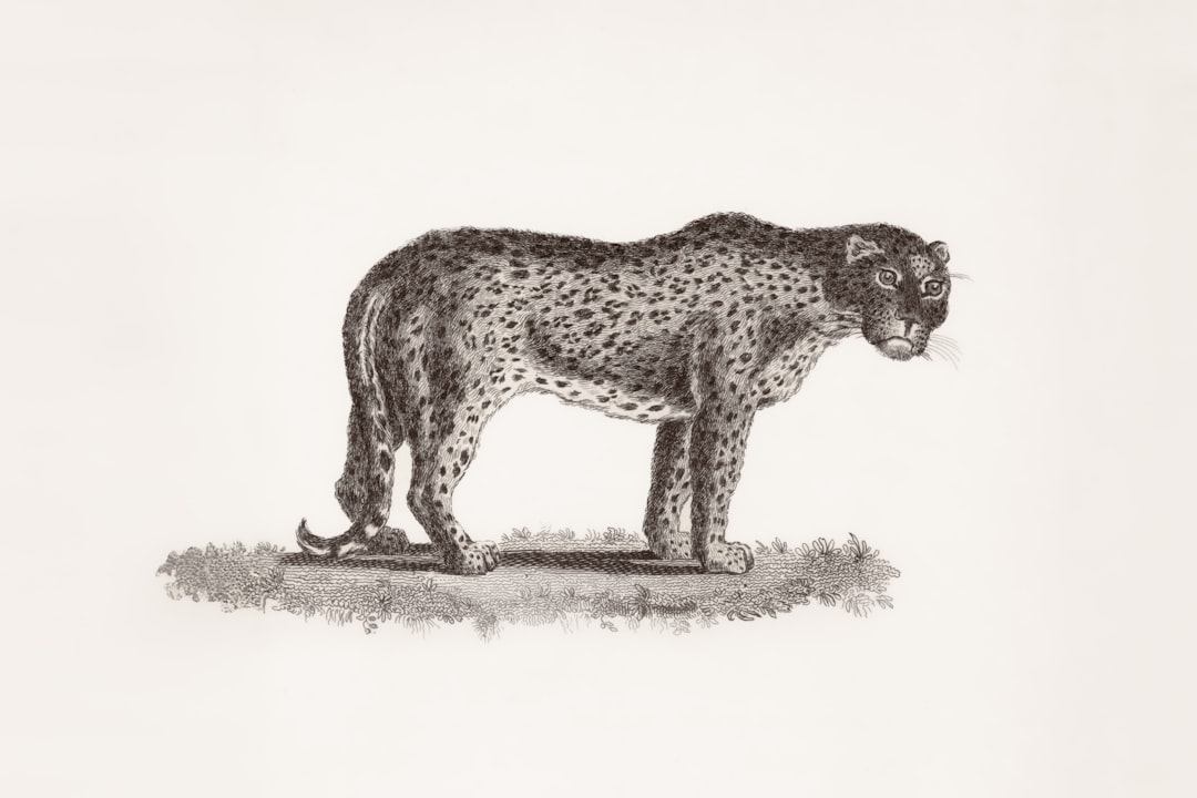 Elusive Bill Thomas Cheetah Sells for $520,000 on Bring a Trailer